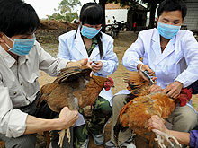 Опасаясь масштабной эпидемии гриппа, в Китае запретили гонять птиц