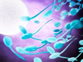Обмен веществ у детей связали с качеством спермы отца