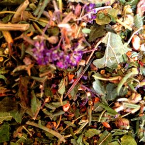 На Алтае начали создание экологически чистого чая из лекарственных трав 