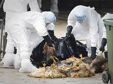 В Китае зафиксирована массовая вспышка птичьего гриппа
