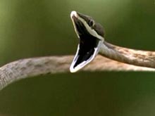 Змеиный укус не так страшен, если его впору помазать кремом