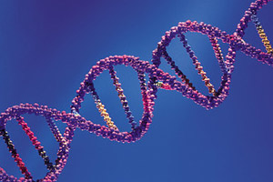 Мусорная ДНК сделала человека умнее 