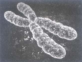 Ваши хромосомы расскажут, восприимчивы ли вы к ОРВИ