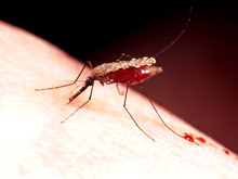 Умная стратегия: малярийные паразиты заставляют москитов кусать людей чаще