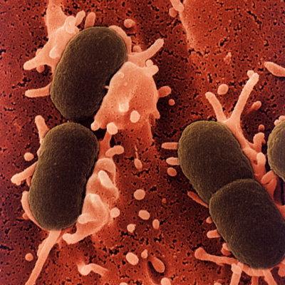 Южноамериканским ученым удалось использовать бактерию кишечную палочку в качестве хозяина для получения эритромицина