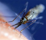 В борьбе с малярией добились значительного прогресса