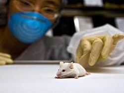 Новый метод лечения склероза успешно испытан на мышах