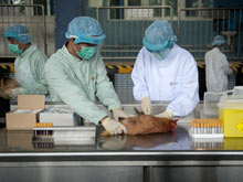Россия запросила у Китая штамм вируса птичьего гриппа
