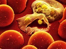Анализ паразитов выявил уникальные гены малярии