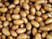 Генетики обещают сделать из картошки полезную основу рациона