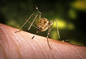 Ученые расшифровали геном комара, переносящего вирус лихорадки Западного Нила 