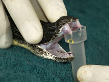 Модифицированный яд змей и ящериц - важная находка для фармакологии