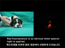 Светящаяся собака позволит найти лекарство против человеческих болезней