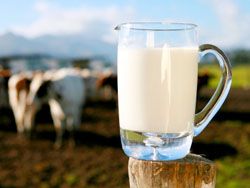 Молоко из-под коровы может представлять опасность