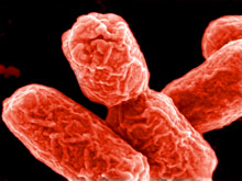 Австралия на пороге эпидемии, вызванной E.coli