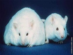 Новая вакцина от ожирения успешно испытана на мышах