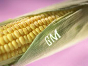 Роспотребнадзор временно запретил трансгенную кукурузу