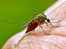Отсутствие денежных вливаний в программы защиты от малярии ставят под удар весь мир