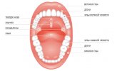 Функции полости рта