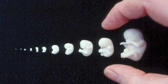 Минздрав выступил против экспериментов, унижающих достоинство эмбриона