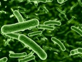 Симбиотические бактерии помогают бороться с вирусами