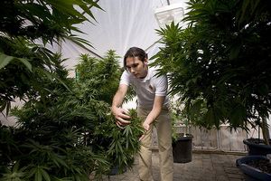 В Калифорнии разрешили промышленное производство марихуаны 