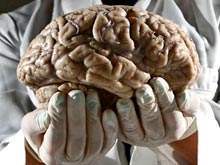 Мозг человека неподвластен старению, утверждают американские специалисты