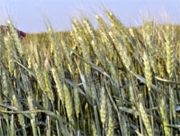 Пшеницу в диете лучше заменить другими злаками