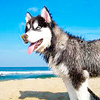 Собаки помогут защитить пляжи от микробов