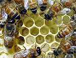 Апитерапия - лечение продуктами пчеловодства