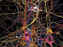 Европейские ученые начинают работы по созданию виртуального мозга