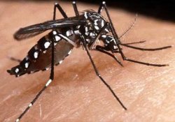 Идентификация антител к лихорадке денге – принципиальный шаг на пути к победе