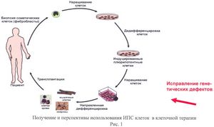 Получены индуцированные стволовые клетки от пациента с синдромом Ретта 