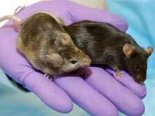 Эксперт уверен: успех исследований зависит от комфорта мышей