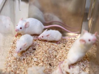 Ученые создали мышиную модель человеческого иммунитета
