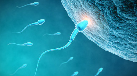 Мужская фертильность: качество спермы