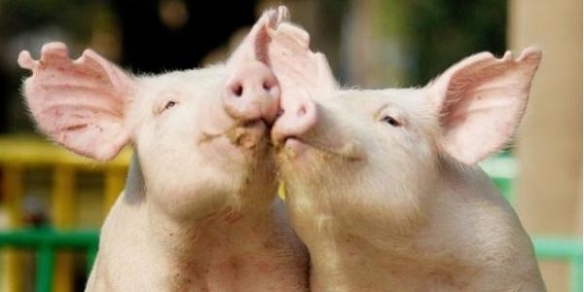 Онищенко запретил мясо китайских свиней-качков