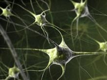 Ученые придумали, как ускорить сращивание нервов
