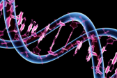 Генетики открыли связь меж низкой массой тела при рождении и патологиями во взрослом возрасте