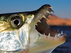 У примитивных рыб обнаружены признаки настоящих зубов