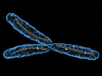 Мужская хромосома останется стабильной в ближайшие миллионы лет