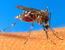 Австралийцы заразят комаров вольбахией для профилактики лихорадки денге 