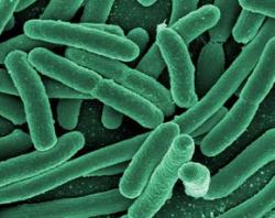 Предпосылкой отравления 67 детей в школьной столовой Евпатории стала синегнойная бактерия 