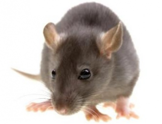 Переливание крови молодых мышей улучшило память старых особей
