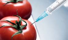 Почему не стоит есть ГМО? 