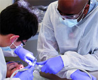 Ученые США предлагают растить новые зубы взамен старых и разрушенных прямо во рту
