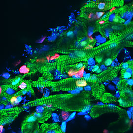 Стволовые клетки репрограммируют взрослые кардиомиоциты