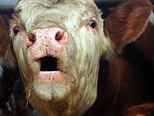 Коровы помогут человеку восстановить поврежденные челюсти