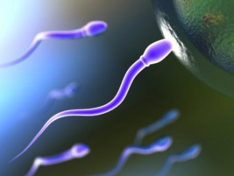 Британские ученые сравнили сперматозоиды с участниками автогонок