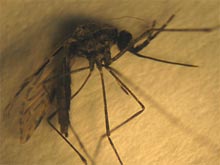 Энтомологи нашли ранее неизвестный тип малярийных москитов